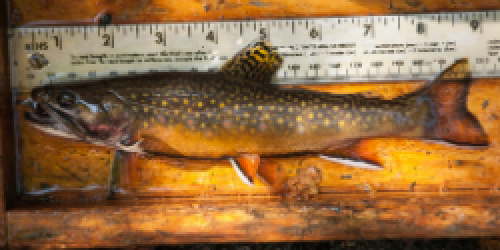 Ruler and 9 inch trout