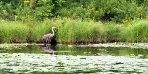 A pond with a heron near aquatic vegetation. 
