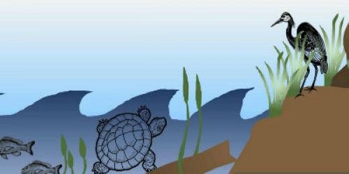 Graphic image of shoreland with turtles, fish, and shorebird