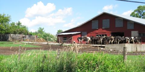 red barn with cows in a field with blue sky