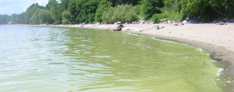 A cyanobacteria bloom forms along a beach.