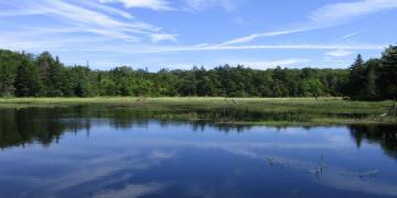 view across pond to field and trees