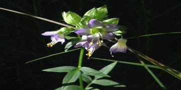 Eastern Jacobs Ladder