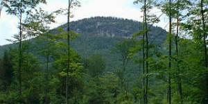 Forest with Owls Head Mountain in Groton, VT in background