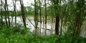 Flooded wetland