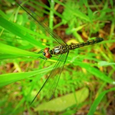 dragonfly hatches in marsh