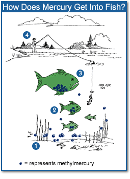 How Does Mercury Get Into Fish?