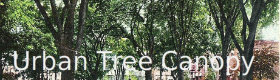 urban tree canopy