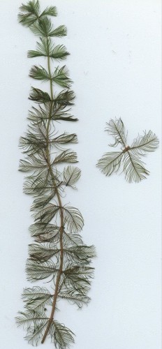 An image of watermilfoil.