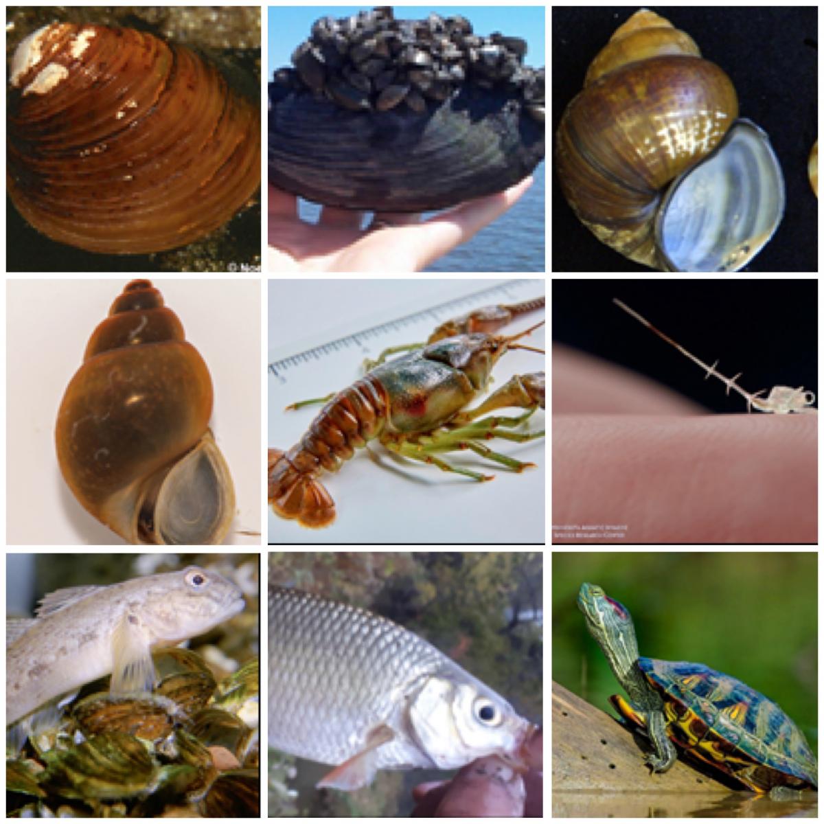 nine images of invasive species