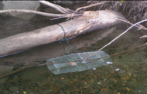 a crayfish trap seen underwater near a log