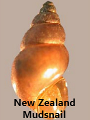 New Zealand Mudsnail