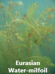 Eurasian Water-milfoil