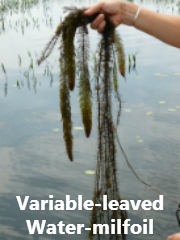 Variable-leaved Water-milfoil