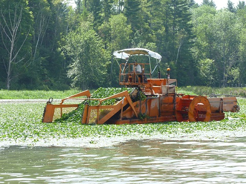 Mechanical harvesting of water chestnut
