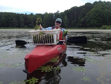 Woman in kayak Handpulling water chestnut and filling a laundry basket