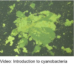 Close up of algae bloom - link to 'What causes cyanobacteria blooms?'