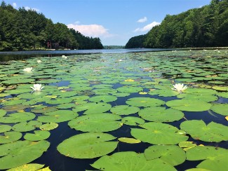 Lake Hortonia, a shallow eutrophic waterbody