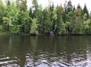 Naturally Vegetated Shoreline