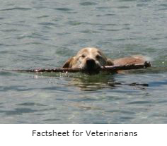Dog Fetching Stick in Water - link to factsheet for veterinarians