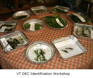 Samples of invasive species labelled for presentation at a VT DEC Identification workshop