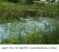 Water with algae - link to 'What you should do if you see a bloom'