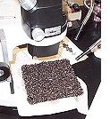 Settling plate full of mussels and the counting equipment