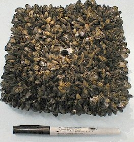 Season settling plate full of zebra mussels, with a sharpie pen next to it to indicate size.  The square plate has sides about the length of the sharpie