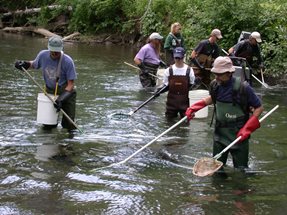 A field crew electroshocking stream for a fish survey