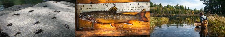 Collage including several stoneflies on a rock, a 9-inch trout next to a ruler, a man wading with net