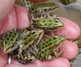 Five Adult Northern Leopard frogs in a man's hand 