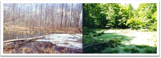vernal pool in winter and summer