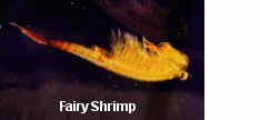 Fairy Shrimp