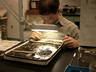 man with bright light over a sample tray performing macroinvertebrate picking 