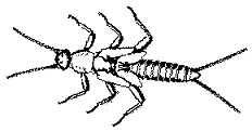 drawing of Stonefly larvae