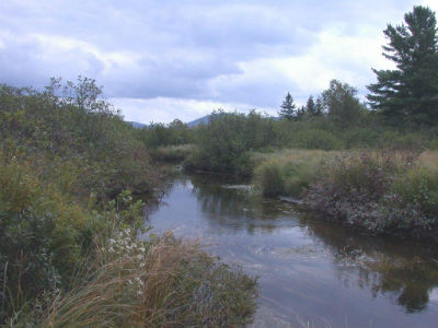 Nulhegan River flowing through a brushy meadow area