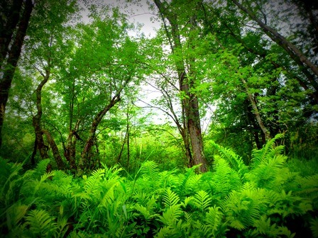 Floodplain Forest.  Tall trees are seen in the background with green ferns growing at their trunks