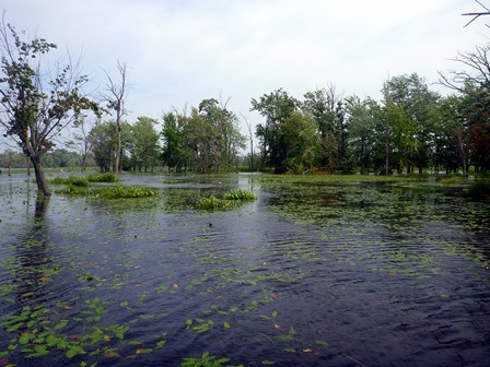 Open Water Wetland.  An open area of water is seen with aquatic plants growing in it.  Trees are seen in the background.