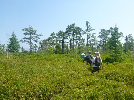 Maqam Bog in the Missisquoi National Wildlife Management Area.  Three people are seen walking through waste high green vegetation heading towards taller trees in the background.