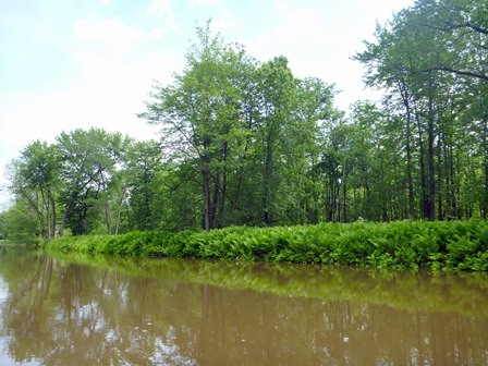 Intact Floodplain Forest.  Brown open water in the foreground with trees growing on the land in the background.