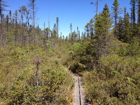 Black Spruce Woodland Bog.  A walkway made of two wood planks is seen in the middle of a green shrubby area with trees in the background.  The sky is blue and has no clouds.
