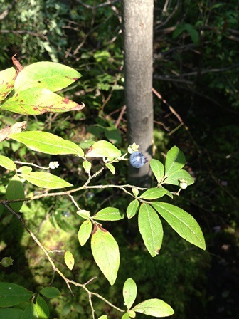 Highbush Blueberry - Wetland Wildlife Food