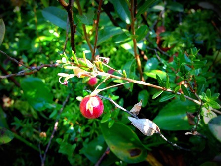 Small Cranberry - Wetland Food.  Plants are seen with dark green laves and two red berries in the center of the picture.