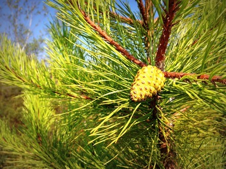 Pitch Pine Cone in Pitch Pine Woodland Bog.  A green pinecone is seen attached to a pine tree.