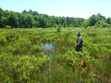 Intermediate Fen.  A person wearing waders walking through waste high green vegetation.  Trees are seen in the background and the sky is blue with no clouds.