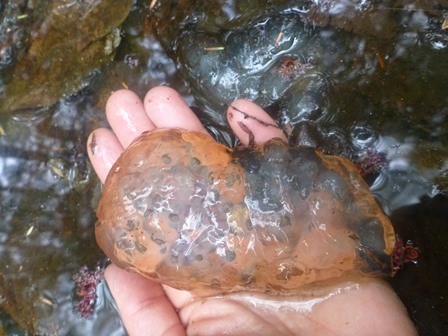 Salamander Eggs from a Vernal Pool.  A transparent orange goo with black spots is seen being held in a human hand.