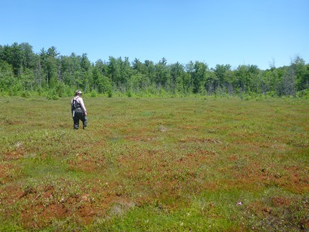 Intermediate Fen.  A person walking through knee high brown and green vegetation in what appears to be an open field with taller trees in the background.  The sky blue with no clouds.