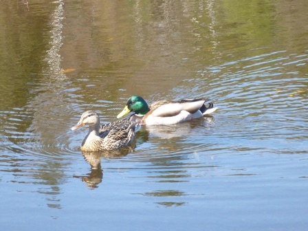 Mallard Ducks floating on brown water