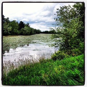 Riverine Marsh Wetland
