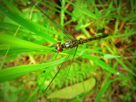Dragonfly Hatched in Marsh.  A dragonfly is seen perched on a blade of grass.